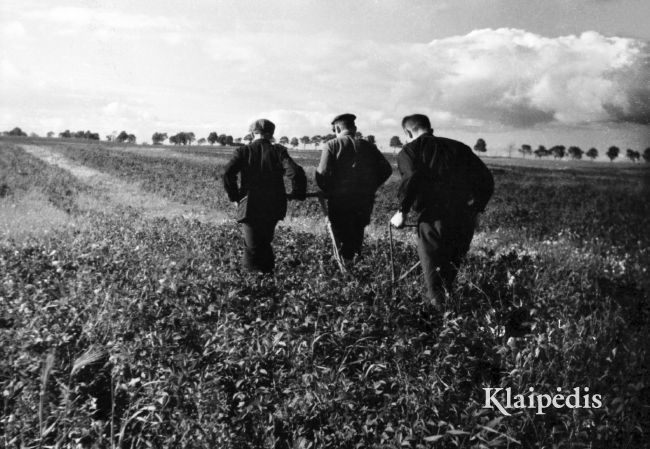 pavadinimas: Žemės ūkio darbai Pempininkuose. 1954, raktai: Pempininkai